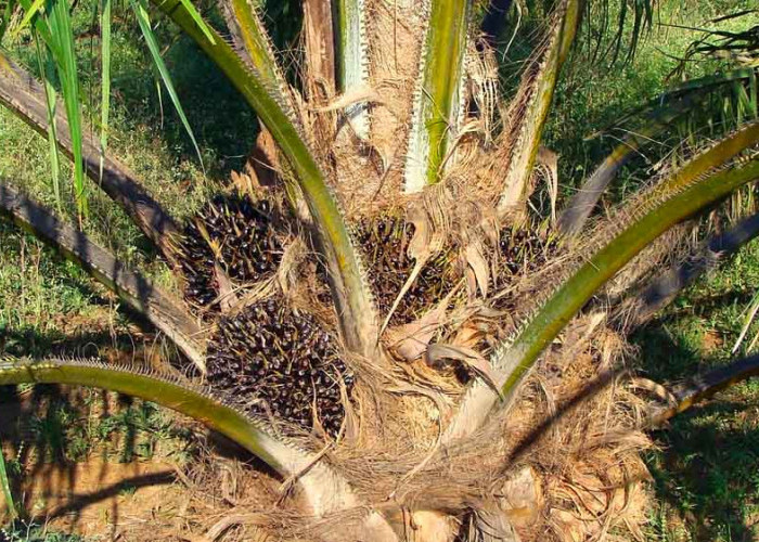 Sejarah Lengkap Kelapa Sawit di Indonesia, dari Tempat Berteduh Hingga jadi Komoditi Terpenting di Dunia 