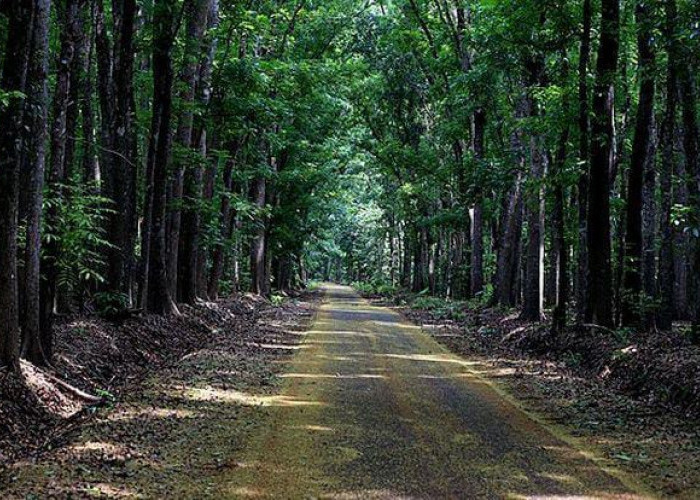 Alas Purwo Jadi Hutan Tertua di Jawa yang Menyimpan Misteri Gaib, Cocok Jadi Tempat Uji Nyali