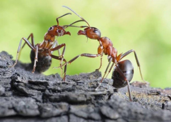 Fakta Unik, Usia Semut Jantan Lebih Pendek Setelah Perkawinan dengan Ratu Semut