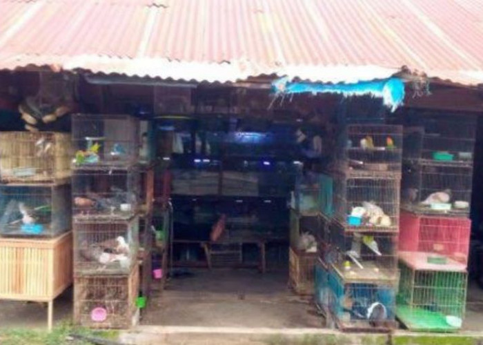 Pasar Minggu, Jadi Pusat Jual Beli Burung Terlengkap di Kota Bengkulu