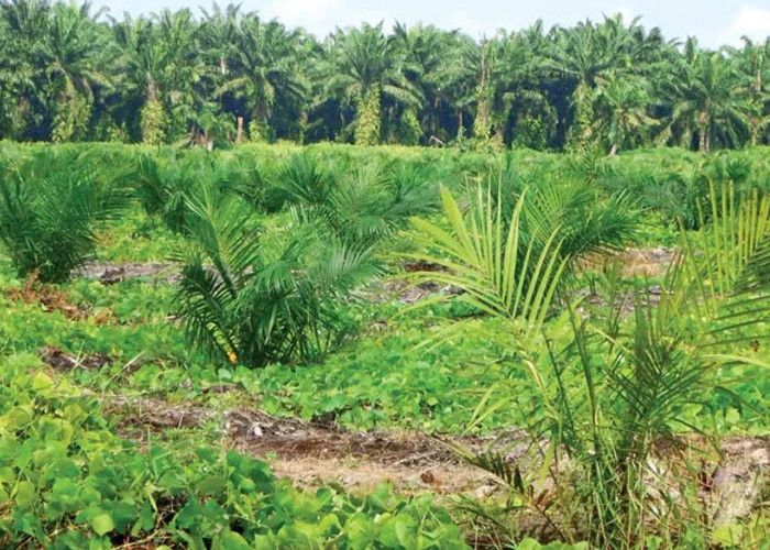 Tiga Kelompok Tani Desak Kepastian Soal Tanaman Sawit di Kawasan Hutan