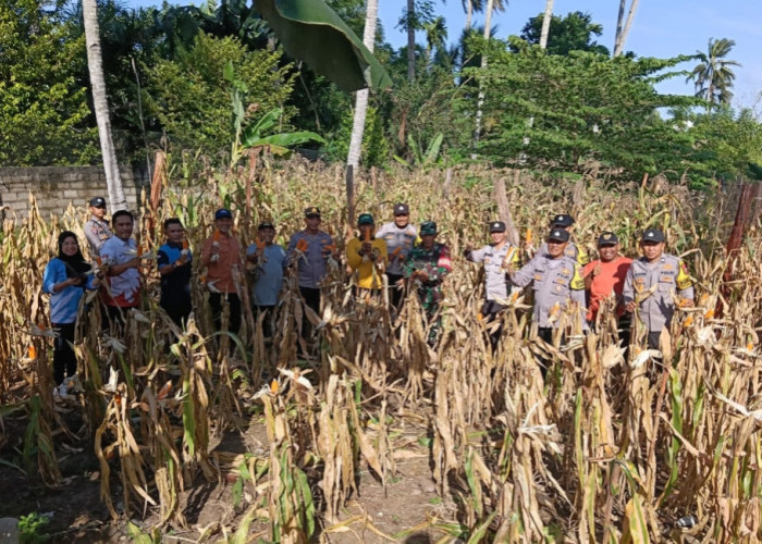 Sinergi Desa Kota Bani-Polsek, Program Ketahanan Pangan Jagung Memasuki Masa Panen