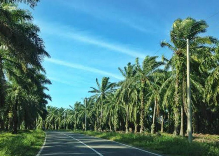 Pembuatan Bondari oleh PT Agricinal Dihentikan, Ini Alasannya