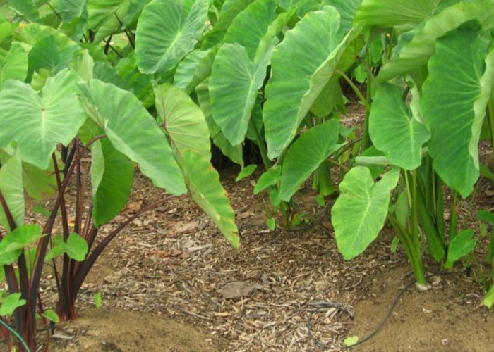 Tips Memasak Lompong Agar Tidak Gatal dan Lezat Dikonsumsi