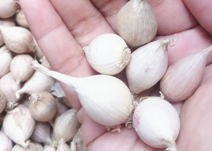 Temukan Khasiat Konsumsi Bawang Putih Tunggal Bagi Kesehatan, Ada Untuk Prianya Juga 