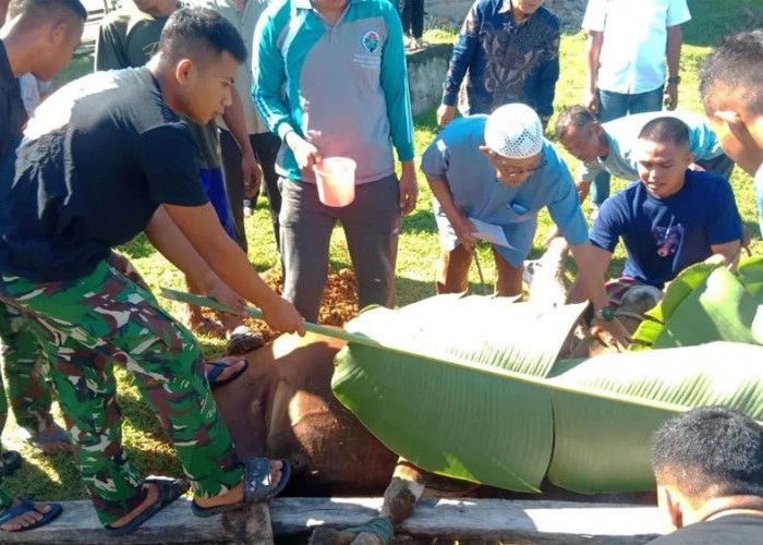 Semangat Berbagi Idul Adha, Kodim 0428/Mukomuko Tebar Kepedulian Lewat Kurban