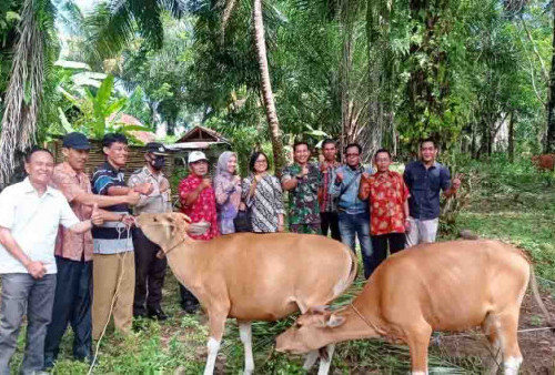 Sukseskan Program TTG, Pemdes Bukit Tinggi Salurkan Bantuan 12 Ekor Sapi