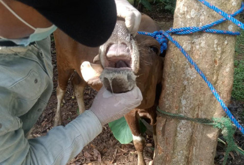 Jelang Qurban, Maksimalkan Pemeriksaan Hewan