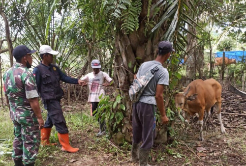 50 Persen Ternak di MSS Sedang Masa Penyembuhan