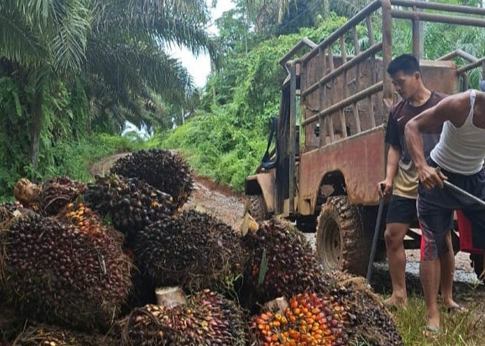 Selisih Pembelian Harga Sawit di Pabrik, Petani Mukomuko Tertekan