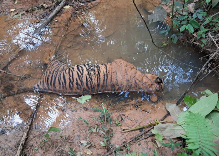 Giliran Harimau Sumatera Ditemukan Mati
