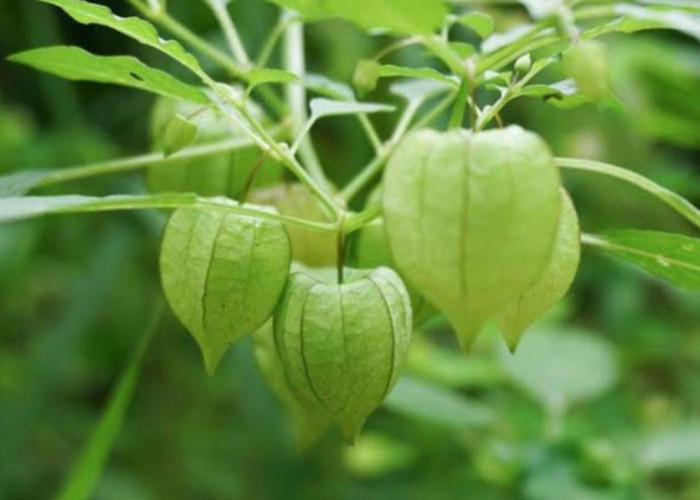 Ternyata Ceplukan Bisa Menghilangkan Kandungan Nikotin di Dalam Tubuh, Ini Caranya