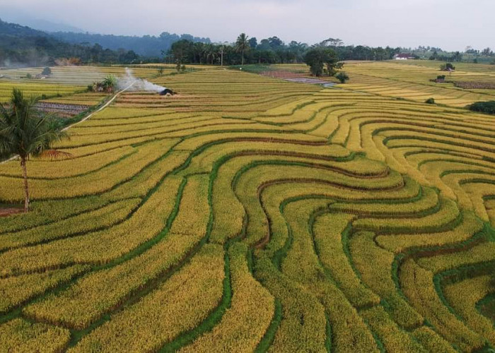 Pemprov Bakal Cetak 800 Hektare Sawah di Pulau Enggano, Ini Lokasinya