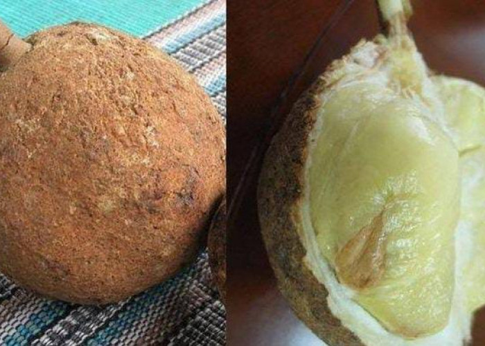 Langka di Dunia, Tumbuh Subur di Indonesia salah satunya Durian Gundul