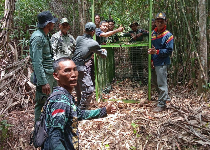 Satgas Ditarik Mundur, Penanganan Harimau di Napal Putih Mengandalkan Perangkap