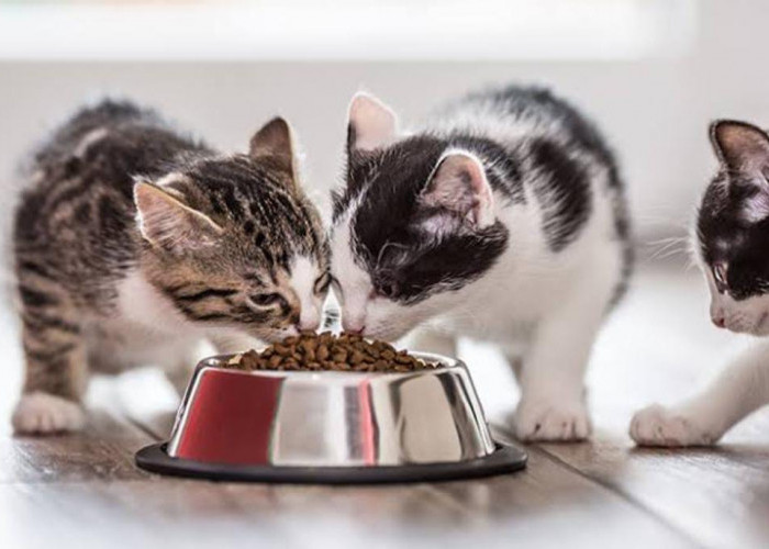 Tak Disangka, Ternyata Ada 8 Keistimewaan Bagi Orang yang Suka Memberi Makan Kucing