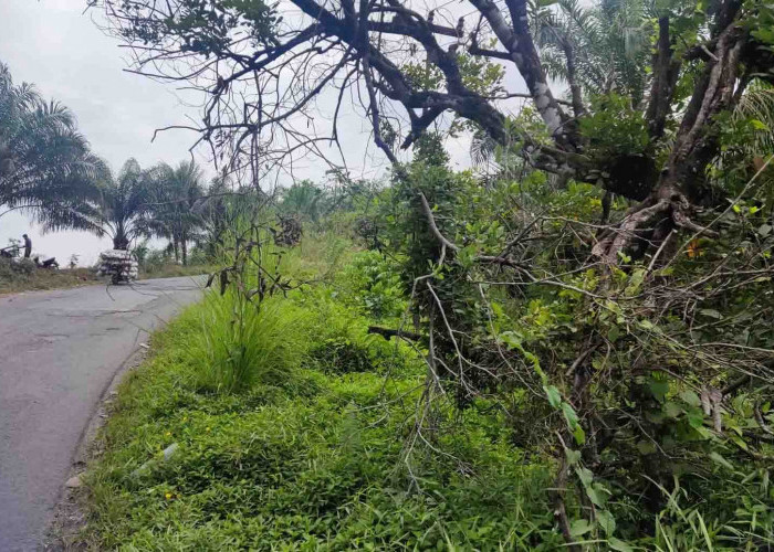 Selain Berlubang, Jalan Tengah juga Serut