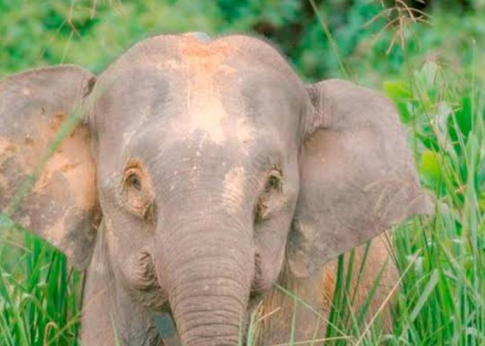 Mengenal Gajah Borneo, Ukurannya Kerdil dan Cuma Ada di Kalimantan Saja!