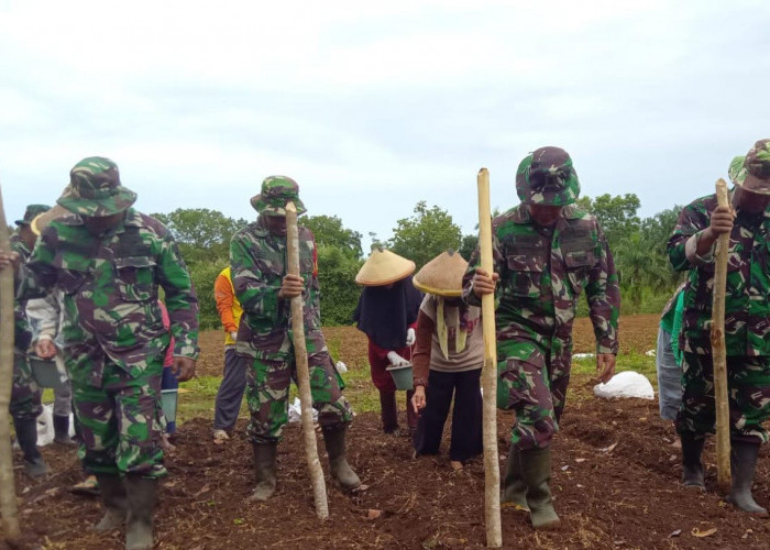 Jaga Ketahanan Pangan, TNI AD Koramil Lais Kompak Tanam Jagung 