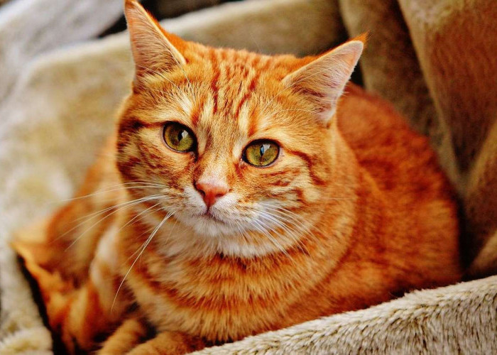 Saat Manusia Tengah Tertidur, Kucing Malah Melakukan Ini, Benarkah Berkaitan dengan Magic dan Kekuatan