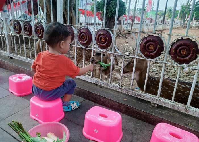 Anak Pasti Happy, Suapi Rusa Makan di Rumah Dinas Gubernur Bengkulu