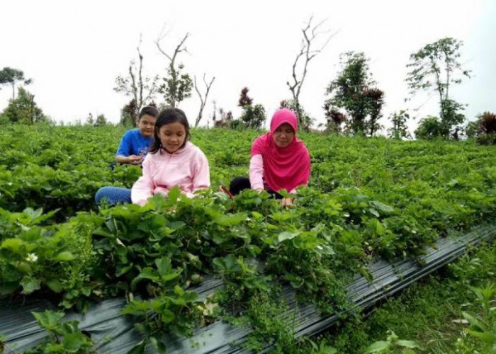 Rasakan Sensasi Metik Strawberi Sendiri di Rejang Lebong Bengkulu, Catat untuk Healing Bersama yang Tersayang