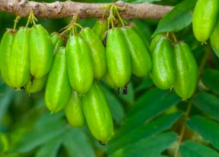 Manfaat Belimbing Wuluh, Buah dengan Rasa Aasam yang Baik untuk Kesehatan