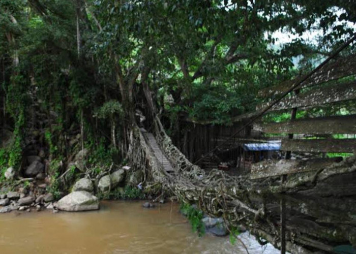 Bak di Film Hobbit, Keindahan Jembatan Akar Painan Berhasil Membius Wisatawan