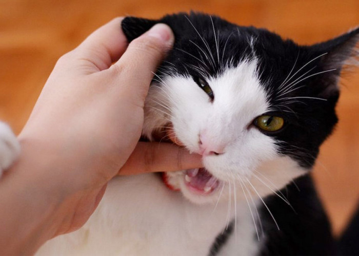 Gigitan Kucing Mendominasi Kasus Serangan Hewan, Warga Diminta Manfaatkan Vaksin Gratis