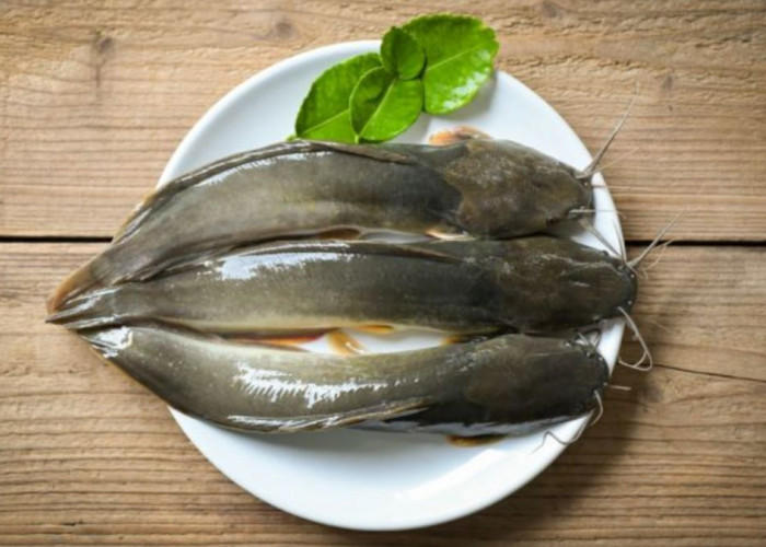 Mau Sehat Hingga Lansia? Konsumsi 9 Jenis Ikan Ini Setiap Hari