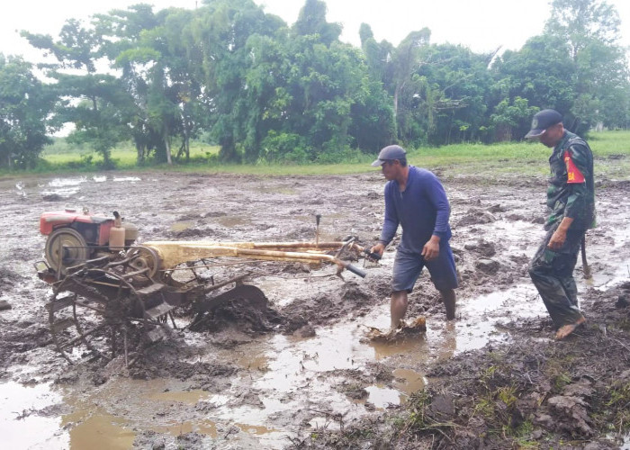 Perkuat Ketahanan Pangan, Korem 041/Gamas Siapkan 1.075 Hektar Lahan Sawah di Enggano 