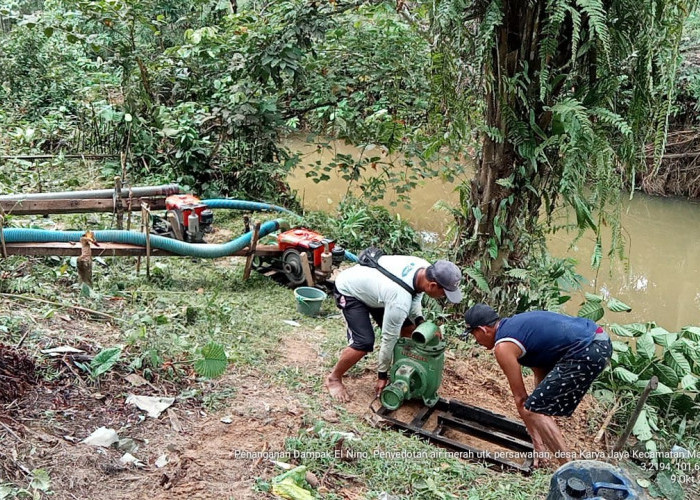 Petani di Karya Jaya Tambah Mesin Pompa Air untuk Selamatkan Ratusan Hektar Tanaman Padi dari Kekeringan