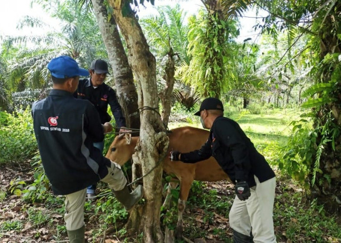 2.301 Ternak di Kecamatan MSS dan Putri Hijau Divaksin Booster