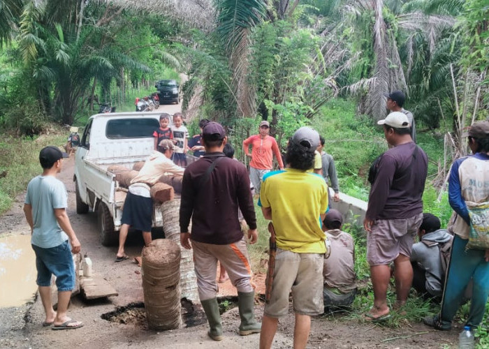 Gunakan Pohon Kelapa, Warga di Bengkulu Gotong Royong Perbaiki Jalan Milik Provinsi