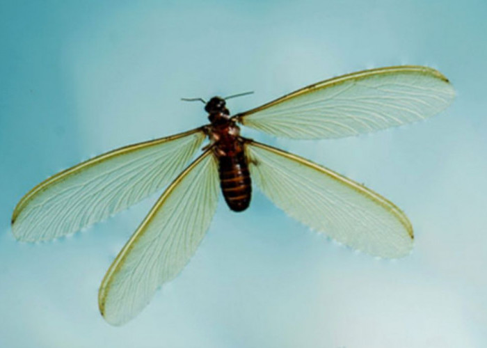 5 Cara Praktis Mengusir Laron Tanpa Mematikan Lampu, Mudah dan Cepat!