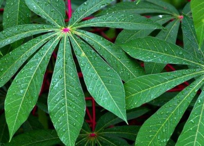 Tak Hanya Jadi Menu Wajib di Rumah Makan Padang, Daun Singkong Ternyata Baik untuk Kesehatan