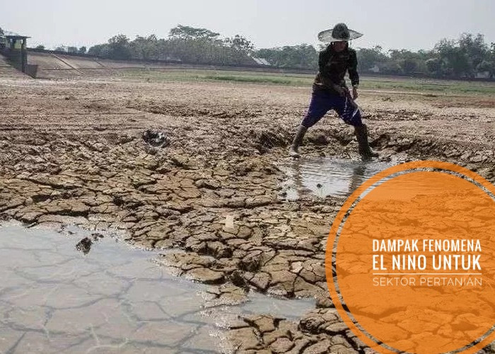 Fenomena El Nino Landa Indonesia, Berikut Penjelasan dan Dampak yang Ditimbulkan