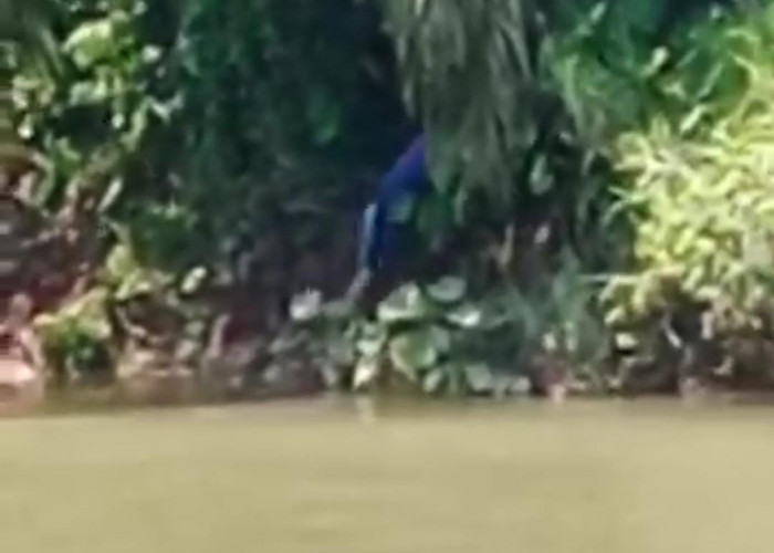 Cari Lokan di Sungai, Pria di Mukomuko Tewas Diterkam Buaya