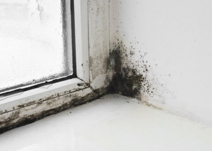 Cara Menghilangkan Black Mold atau Jamur Hitam di Dinding yang Membahayakan Kesehatan 