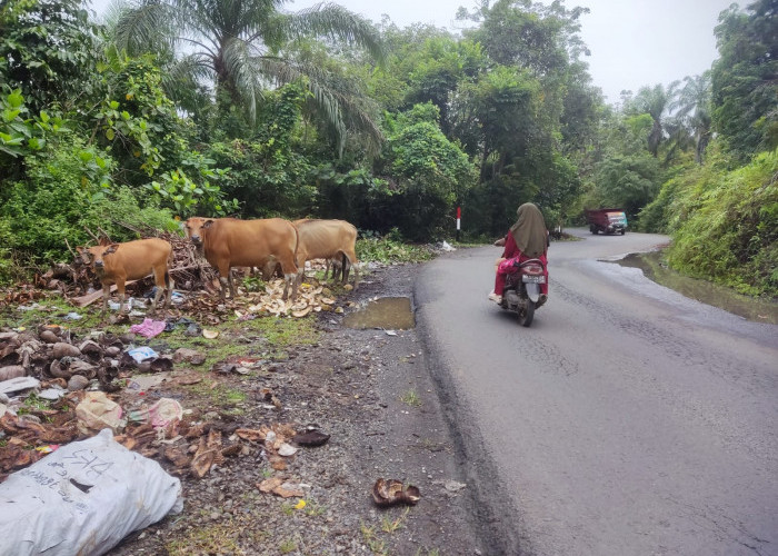 Selain Sampah, Hewan Ternak Masih Ramaikan Jalan Tengah