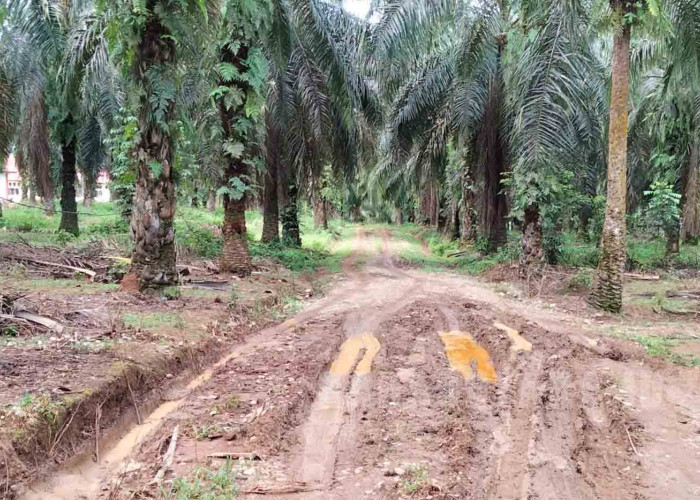 Berharap Pembangunan Akses Jalan Menuju SMAN 16 Bengkulu Utara Dituntaskan Tahun ini