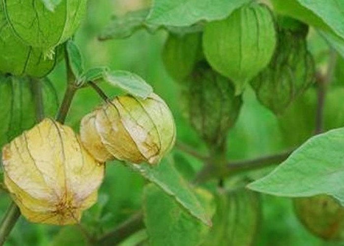 Manfaat Ceplukan yang Tak Bisa Dianggap Remeh, Bisa Turunkan Darah Tinggi dan Anti Aging