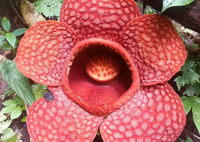 Mengenal Rafflesia Kemumuensis, Bunga Terbesar yang Baru Mekar di Kemumu