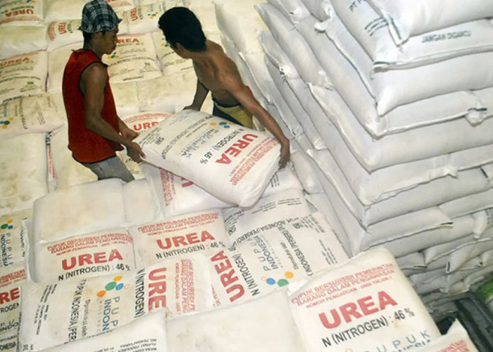 Pupuk Subsidi Aman, PPL Minta Kelompok Tani Aktif Laporkan Kendala