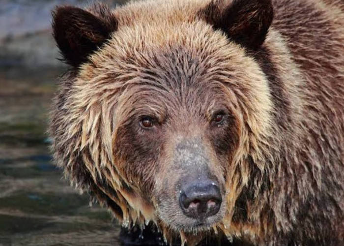 Kemunculan Beruang Kembali Gegerkan Warga Suka Makmur, Begini Kata BKSDA