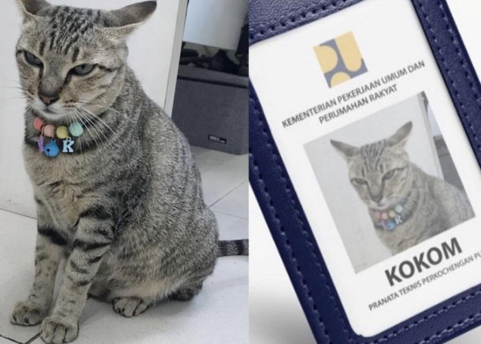 Meow! Perkenalkan Kokom, si Kucing yang Diangkat jadi Pegawai Kementerian PUPR