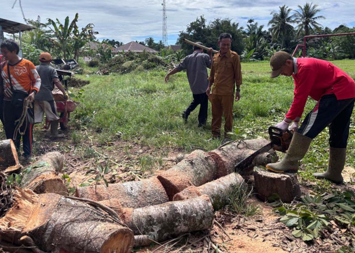 Fantastis, Sapi Kurban Desa Padang Jaya Catat Rekor 45 Ekor