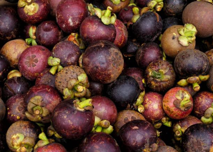 Daerah di Bengkulu Ini Ternyata Merupakan Penghasil Buah Manggis Terbesar