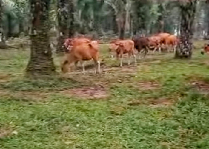 Integrasi Sapi-Sawit Jadi Strategi Baru Dongkrak Ekonomi Petani Mukomuko