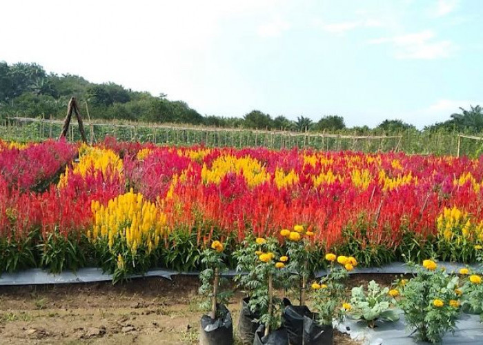 Butuh Dana Tambahan, Mungkin Ibu Rumah Tangga Bisa Coba Pekerjaan Berikut